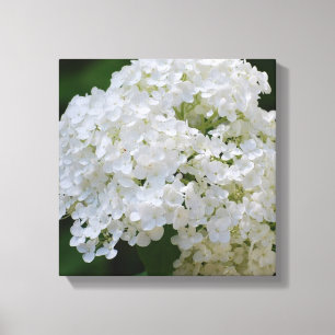 Copie blanche de toile d'hortensia