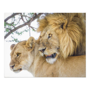 Copie de photo de couples de lion