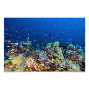 Copie de photo de mer de corail