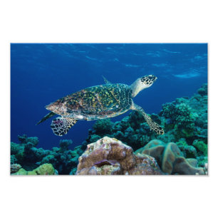 Copie de photo de tortue de mer de Hawksbill