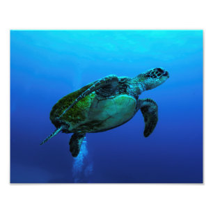 Copie de photo de tortue de mer de Hawksbill