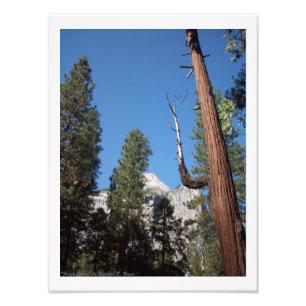 Copie de photo de vallée de Yosemite "de cactus d