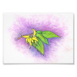 Copie de photo d'illustration de Ylang Ylang