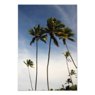 Copie de photo du Brésil d'arbres de noix de coco