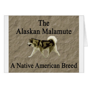 Copie indigène de race de malamute