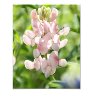 Copie rose de photo de Bluebonnet
