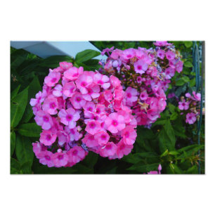 Copie rose de photo de fleur de Phlox