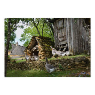 Copie traditionnelle de photo de ferme d'oie de