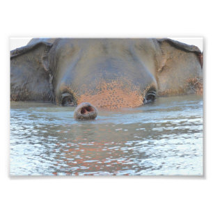 Copies de photo : Photographie de faune et de