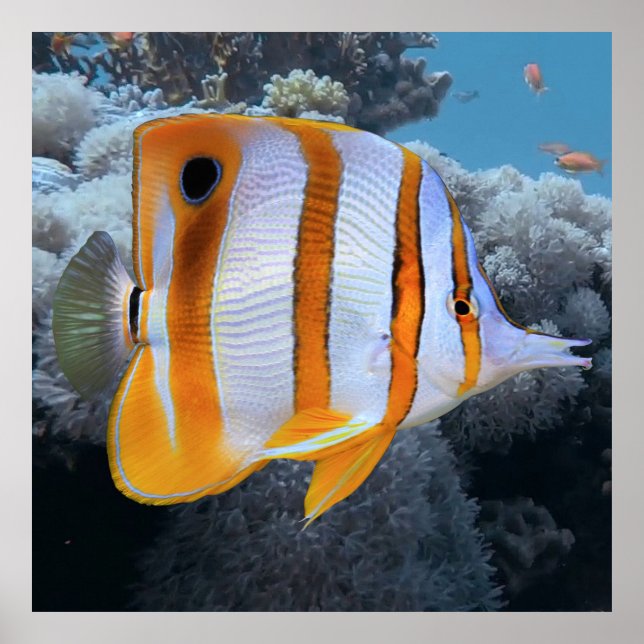 Copper Banded Butterfly Fish Poster (Front)