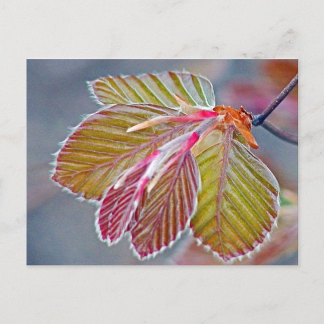 copper beech leaves postcard (Front)