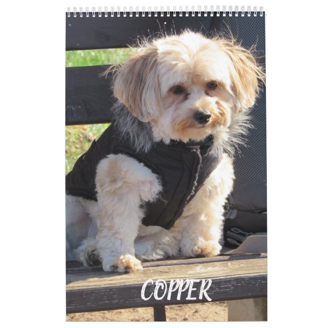 Copper the Havapookie Calendar (Cover)