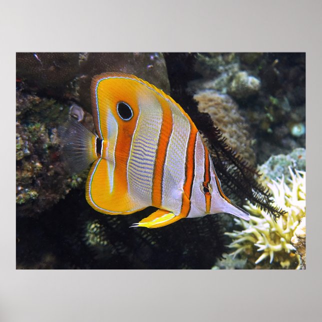 Copperband Butterflyfish Poster (Front)