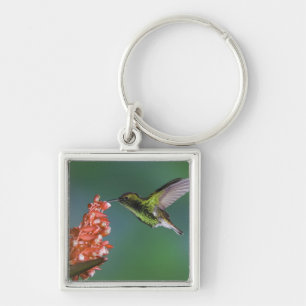 Coppery-headed Emerald, Elvira cupreiceps, Keychain