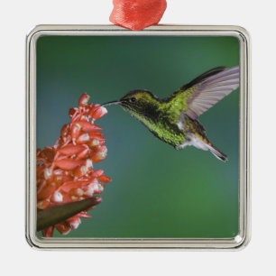 Coppery-headed Emerald, Elvira cupreiceps, Metal Ornament