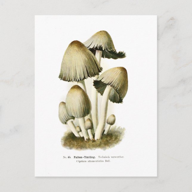 Coprinus atramentarius postcard (Front)