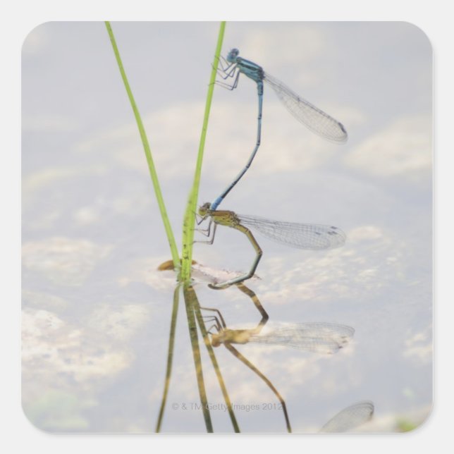 Copulation of Damselflies Square Sticker (Front)