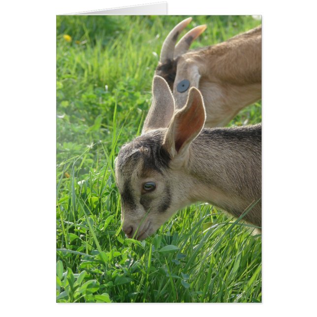 Copying Momma (Front)