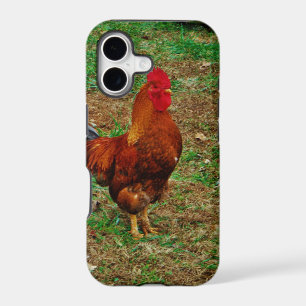 Coq
