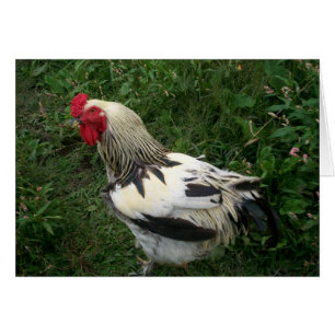 Coq