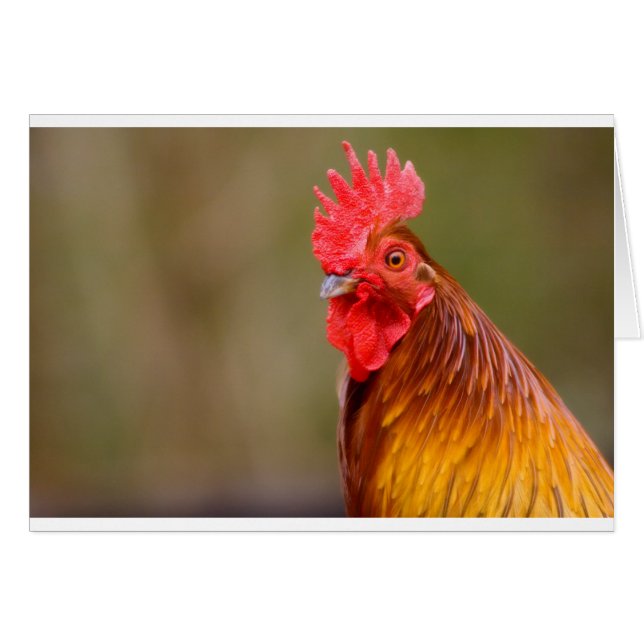Coq avec la tête rouge de peigne (Devant horizontal)