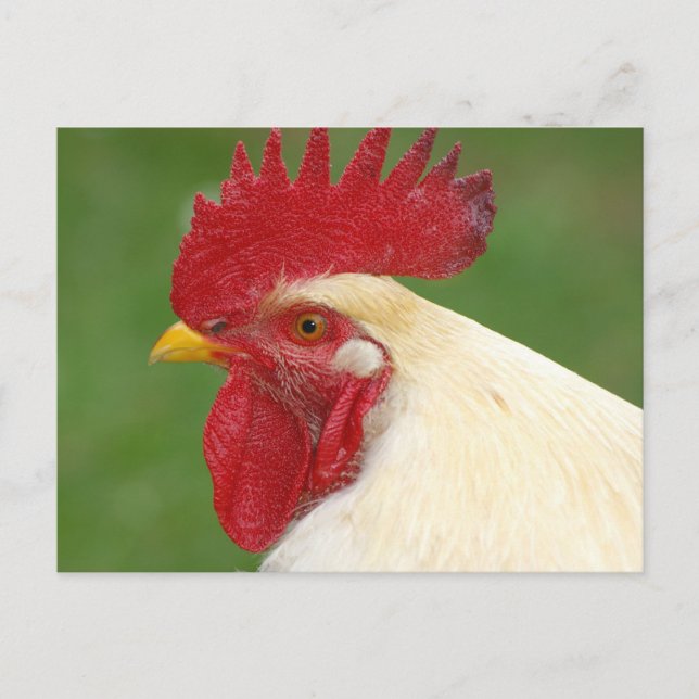 Coq blanc avec carte postale Comble rouge (Devant)