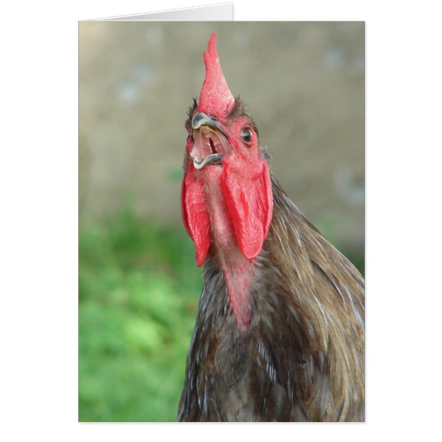 Coq bleu Croissant (Devant)