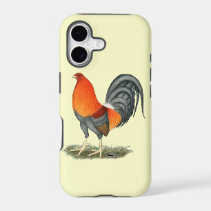 Coq bleu Gamecock