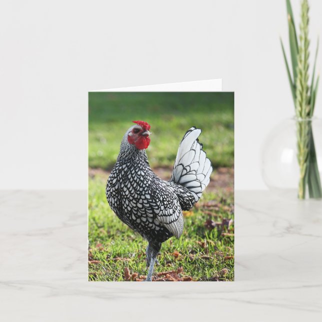 Coq, carte blanche (Devant)