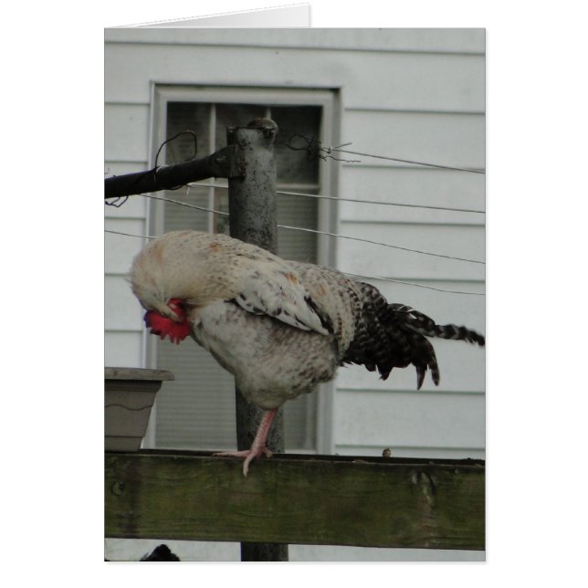 Coq cintré/prière (Devant)