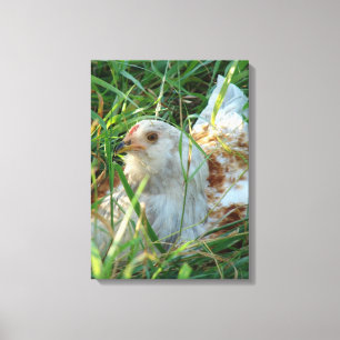 Coq dans l'impression de toile de prairie de foin