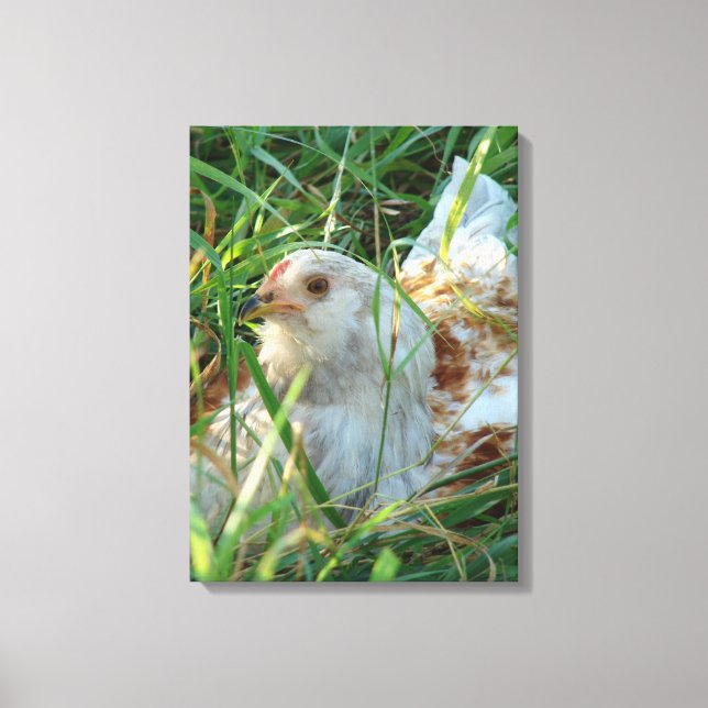 Coq dans l'impression de toile de prairie de foin (Recto)