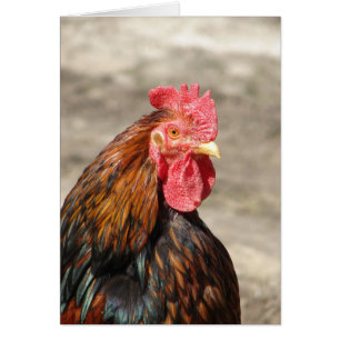 Coq de Bantam Cochin doré