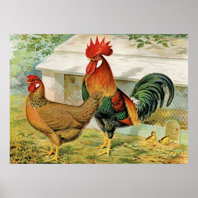 Coq de campagne mignon, pouce affiche de cuisine v (Devant)