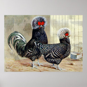 Coq de campagne mignon, pouce affiche de cuisine v