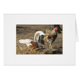 Coq de combat bleu de Long-Queue de blocaille de