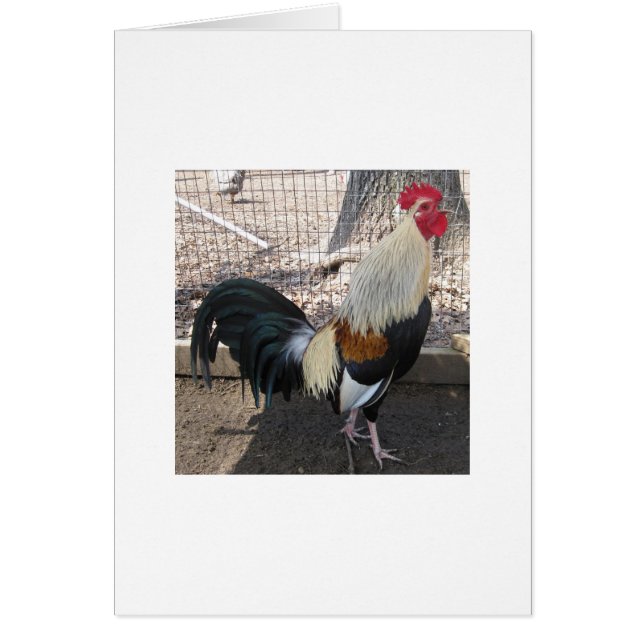 Coq de combat gris rappelant (Devant)
