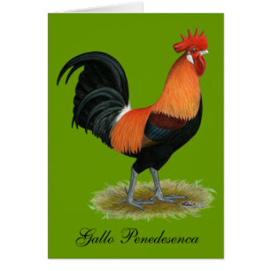 Coq de Penedesenca