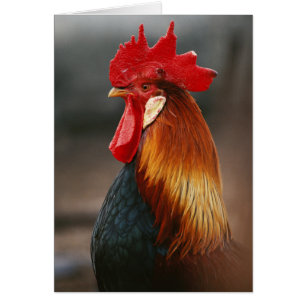 Coq domestique de basse-cour
