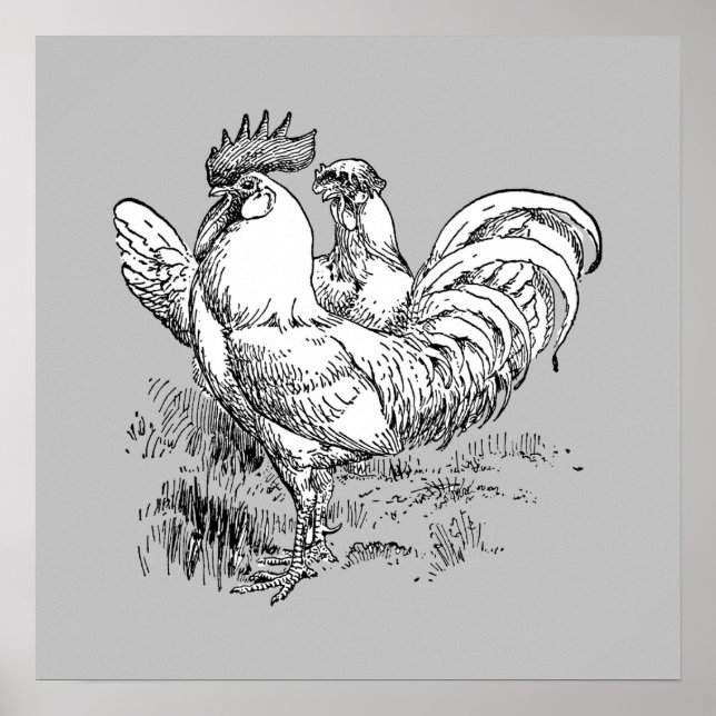 Coq Et Hen - Impression Archivée (Devant)