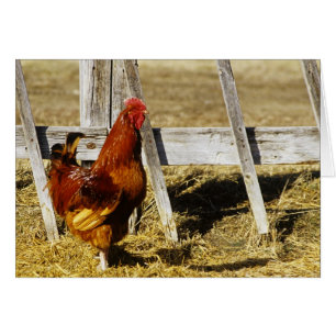 Coq Rhode Island Red