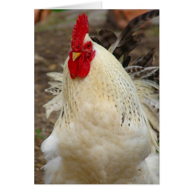 Coq sur une journée venteuse (Devant)