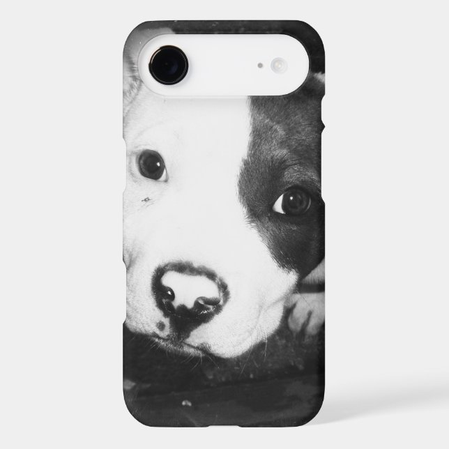 Coque Case-Mate Pour Samsung Galaxy Chiot bleu de Pitbull de nez (Verso)