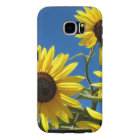 Sun fleurit en abondance !