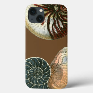 Coque de cacao