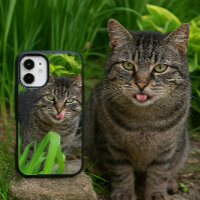 Chat tigré mignon baiser