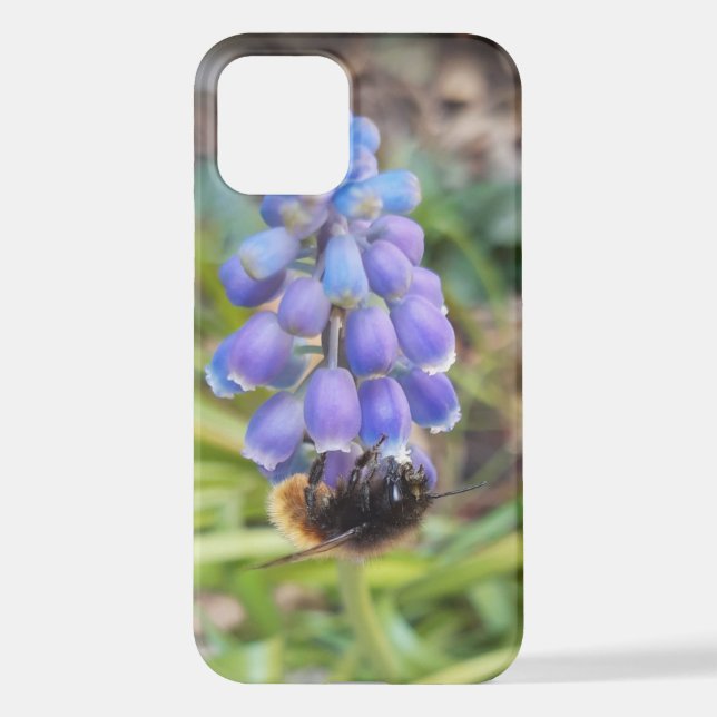 Coque iPhone Abeille sur Muscari Armeniacum, Grape Hyacinth (Verso)