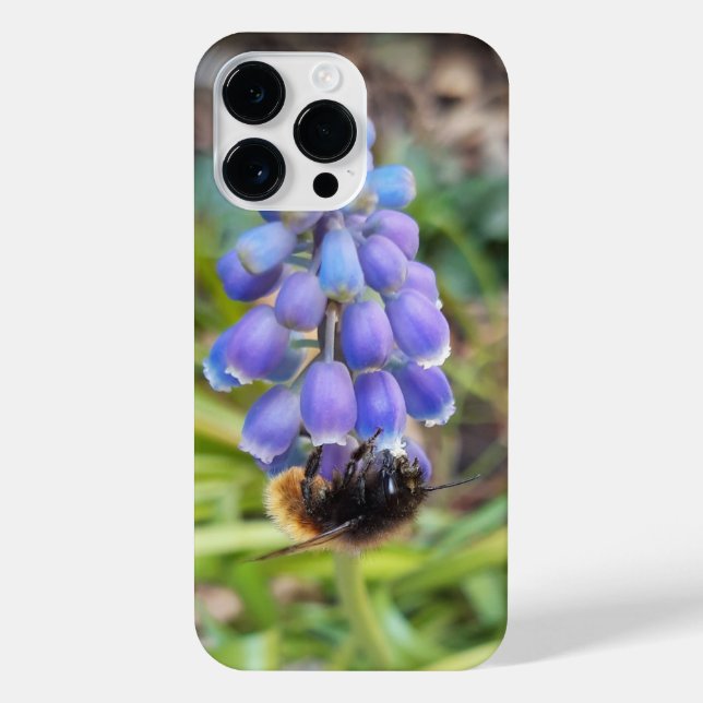 Coque iPhone Abeille sur Muscari Armeniacum, Grape Hyacinth (Verso)