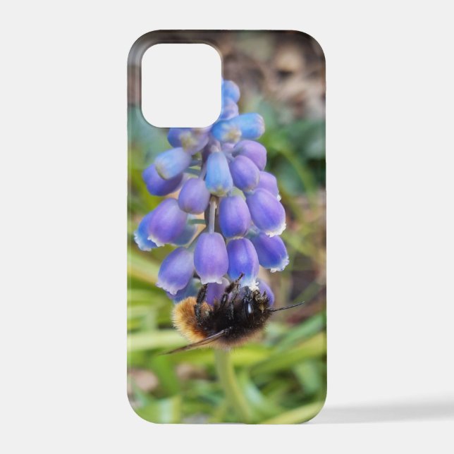Coque iPhone Abeille sur Muscari Armeniacum, Grape Hyacinth (Verso)