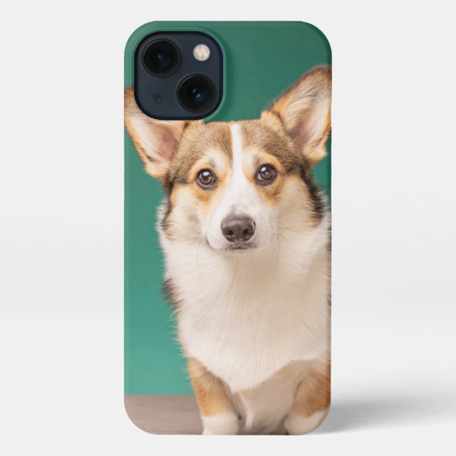 Coque iPhone Animaux de bébés cutest | Corgi sur Turquoise (Verso)